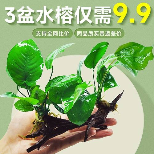 阴性水草植物真草净水懒人好养水榕沉木大叶榕皇冠鱼缸生态造景