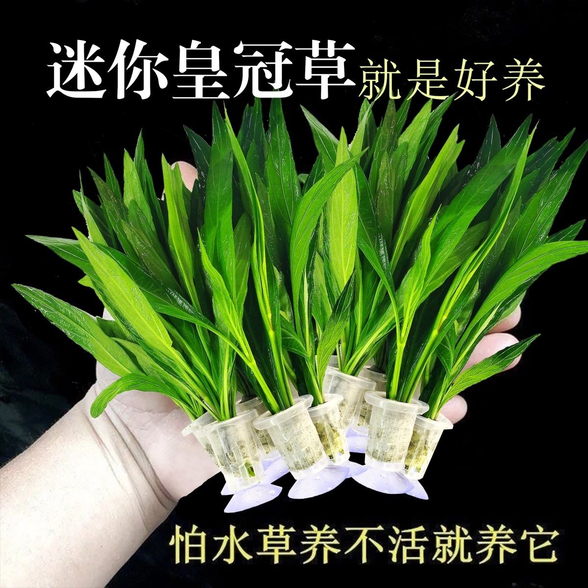 鱼缸水草植物真草水培蜈蚣装饰阴性净化水质火山石小生态造景全套