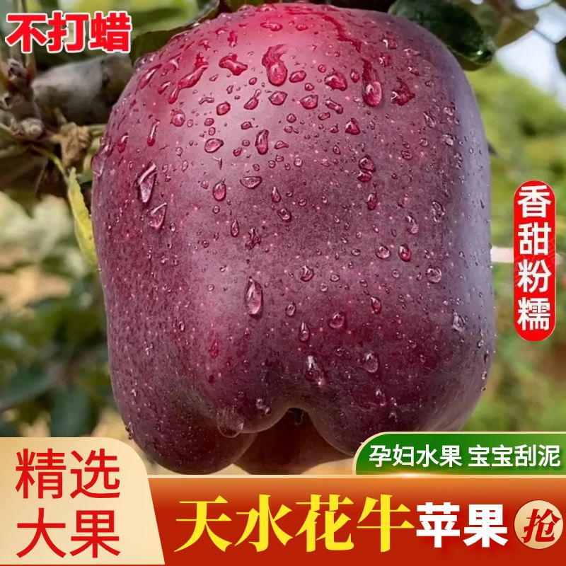 正宗甘肃天水花牛苹果新鲜当季水果果园现摘高山大果整箱孕妇水果,水产肉类/新鲜蔬果/熟食,苹果,淘宝优惠券,粉丝福利购,淘宝优惠卷