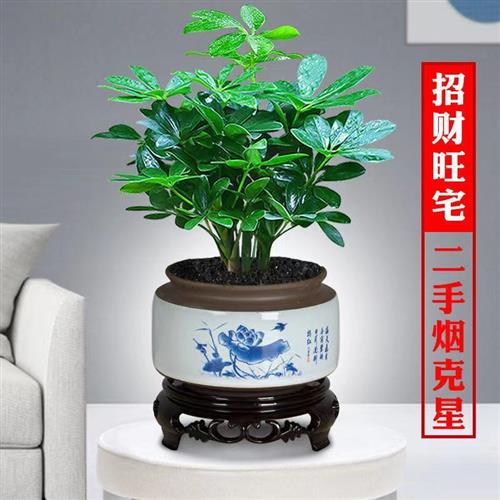 鸭脚木盆栽七叶莲是办公室客厅八方来财四季常青绿植桌面植物好养