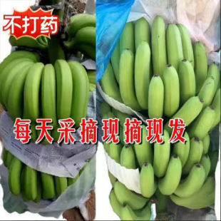 包邮 现摘发云南大香蕉10斤新鲜当季 高山水果薄皮自然熟苹果蕉整箱