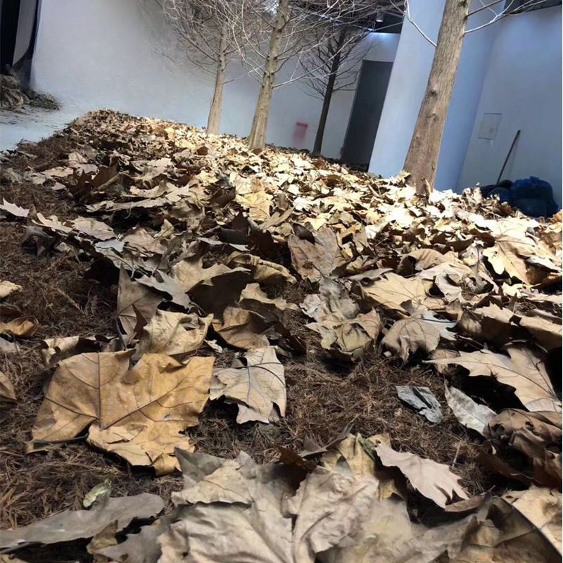 自然干树叶diy自然落叶枫叶竹叶枯树叶标枯叶装饰拍摄道