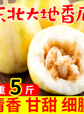 东北香瓜甜瓜精密白糖罐新鲜当季孕妇水果小香瓜5斤非10脆甜蜜瓜