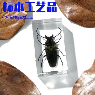 真实树脂昆虫标本真虫甲虫蜘蛛锹甲天牛蝎子螳螂蝗虫琥珀标本摆件