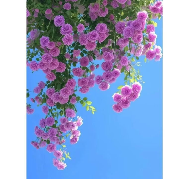 高清治愈系粉色蔷薇花自粘墙贴画卧室宿舍客厅网红背景墙装饰贴纸