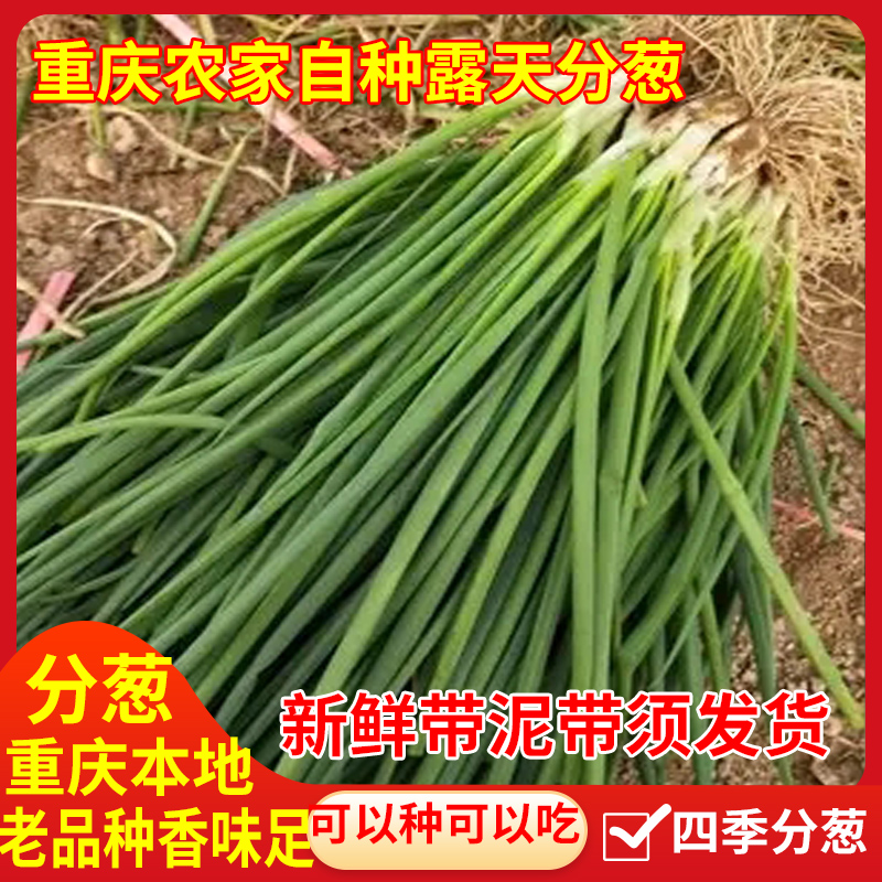 重庆农家自种新鲜分葱包邮
