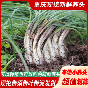 重庆新鲜带泥荞头现挖藠头农家当季蔬菜教头种子四川泡菜荞头带叶
