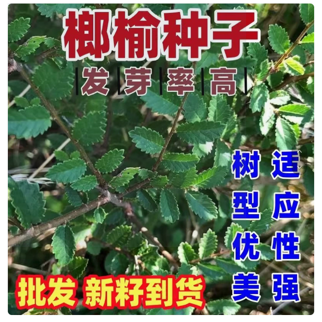 榔榆种子榔榆树种子小叶榆种子秋榆种子林木种子发芽率高粗壮好种