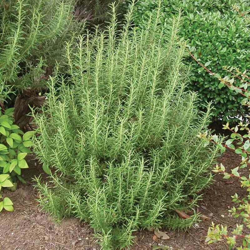 迷迭香种子盆栽植物四季播可食用耐热耐寒多年生西餐香料香草种子图片