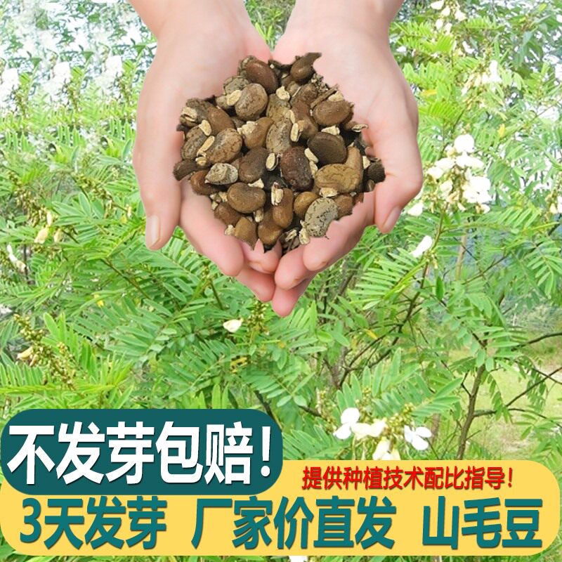 山毛豆种子白灰籽道路护坡
