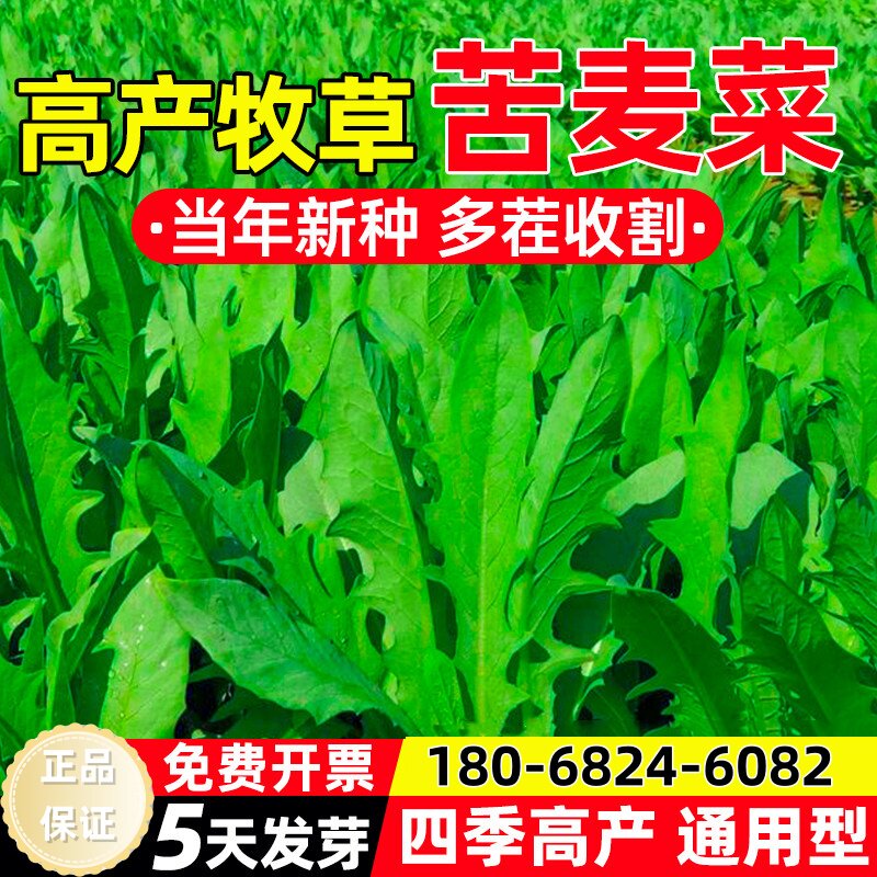 苦荬菜种子四季高产多年生牧草种籽多茬收割畜牧养殖家禽喜食草籽
