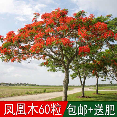 凤凰木种子热带林木树种红花楹树绿化苗种四季可播红花楹树金凤树