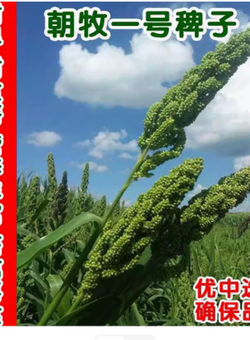 朝牧一号抗旱耐盐碱健宝雀叶稗养猪牛羊鹅水草水稗籽高产光头稗