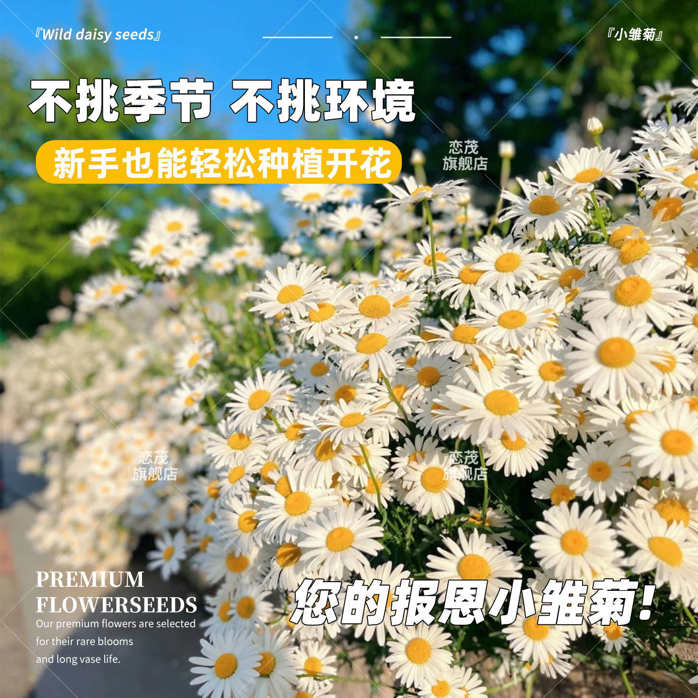 小雏菊花种子洋甘菊花种籽子室内外阳台花卉盆栽种植播种开花