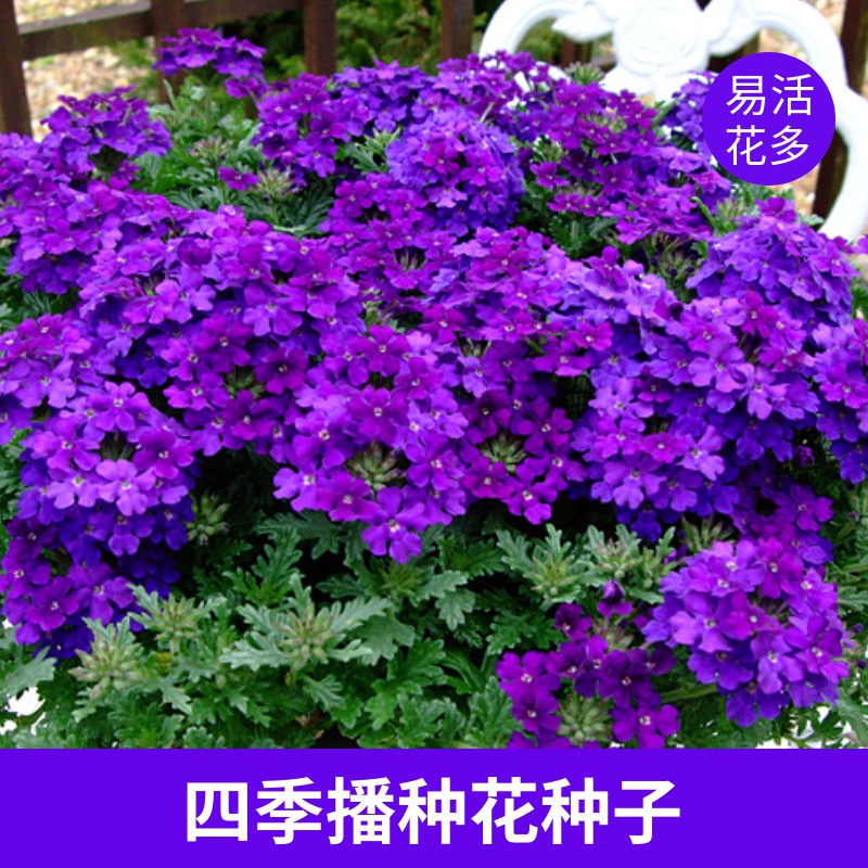 花种子薄荷美女樱卉盆栽孑
