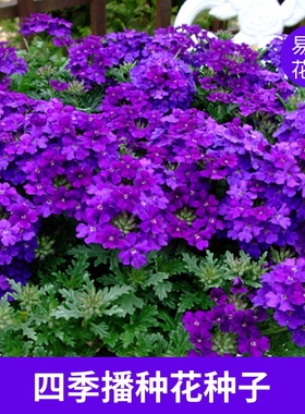 花种子薄荷美女樱花卉盆栽种孑可食用花籽四季开花庭院室外易种活