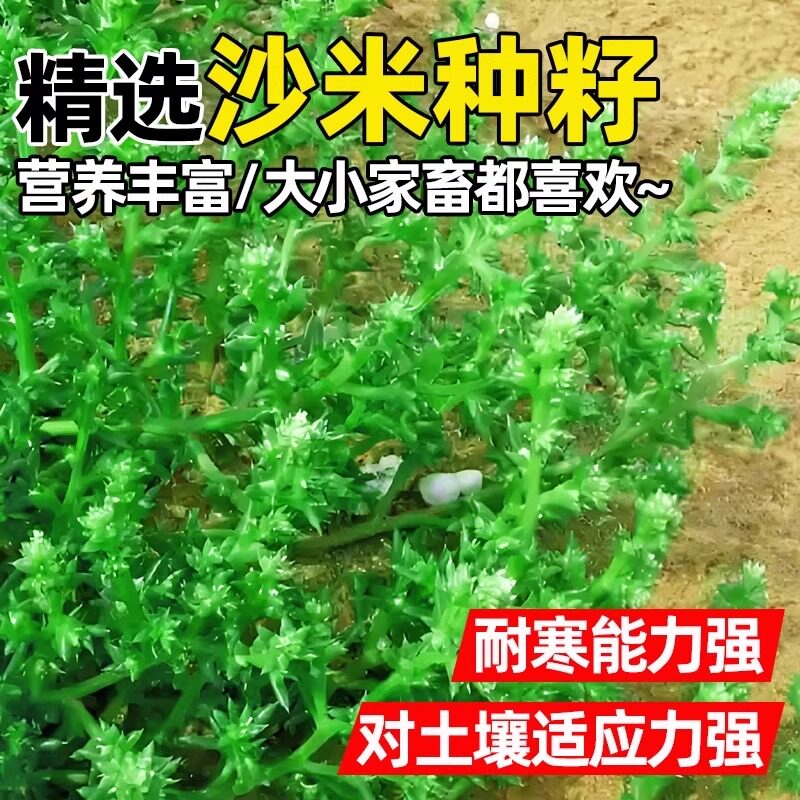沙米种子多年生荒漠植被绿化草籽生态修复耐贫瘠土壤改善沙蓬种籽