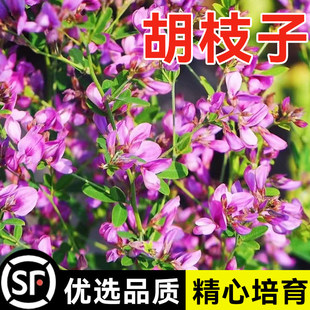 胡枝子种子护坡灌木美丽胡枝子二色胡枝子花卉林木截叶胡枝子种籽
