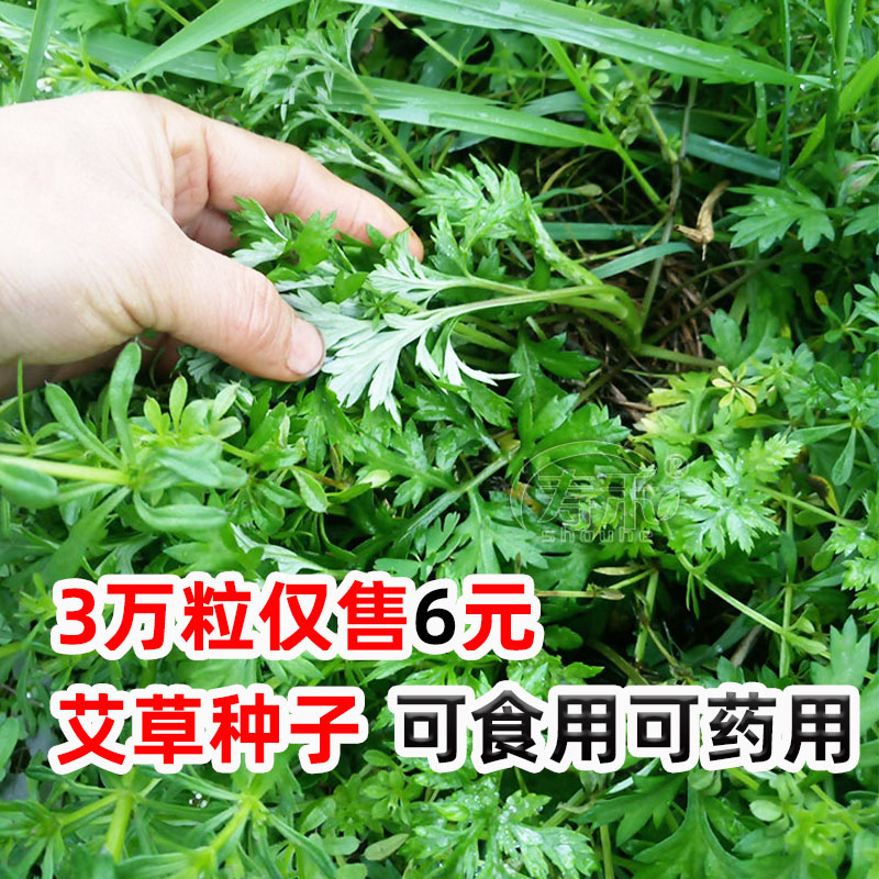 盆栽艾草苗艾蒿药用大叶小叶四季苗孑艾草种子种籽艾食用种植艾叶-封面