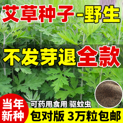 艾草种籽药用大叶野生香子