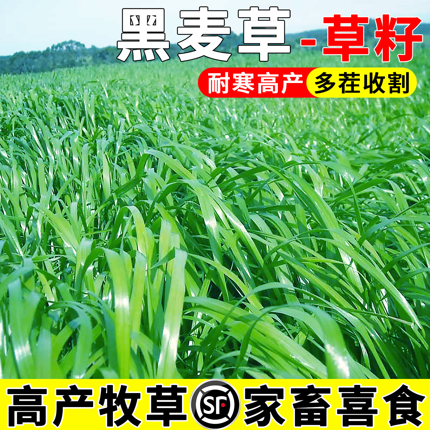 黑麦草草籽四季高产畜牧养殖草种喂鸡牛羊鱼草多年生耐寒牧草种子
