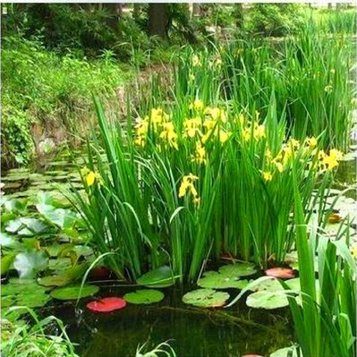 水池绿化水生花卉水草水挺植物鱼塘池塘黄菖蒲种子黄花鸢尾种子图片