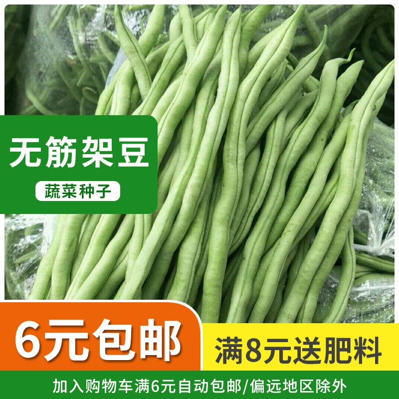 架豆王种子泰国特长无筋架豆青豆菜豆长芸豆四季豆爬藤蔬菜种子籽