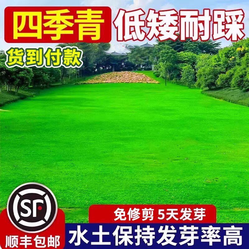 矮生四季青草籽护坡固土免修剪耐寒耐旱别墅公园工程绿化草坪种子