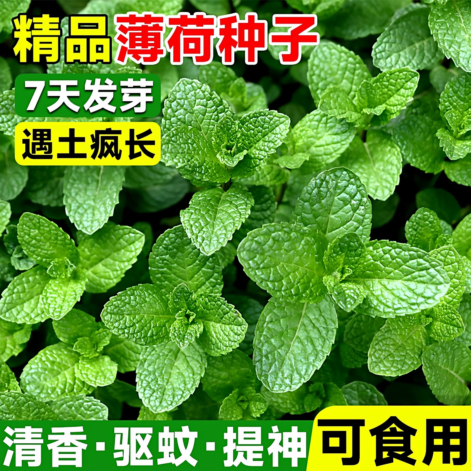 可食用薄荷种籽子四季播种香水留兰香猫薄荷种子驱蚊室内阳台盆栽
