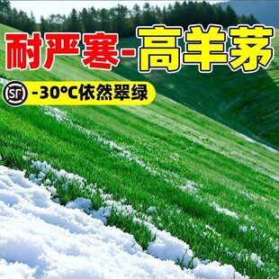 进口高羊茅草籽耐寒耐旱四季常青庭院别墅免修剪工程绿化草坪种子