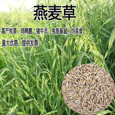 燕麦种子边锋牧草高产量饲料