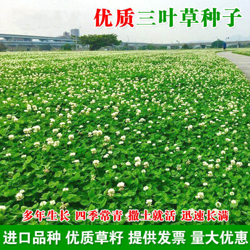 进口三叶草种子红三叶白三叶种籽幸运草四季常青耐寒绿化草坪草籽