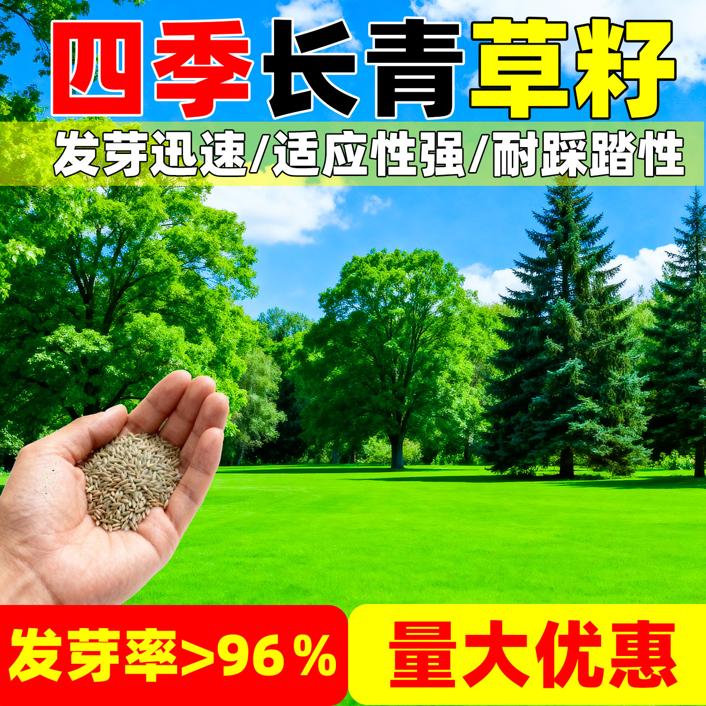 草坪草籽四季常青庭院绿化草种子