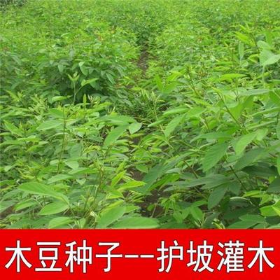 新采护坡灌木籽豆种子适应