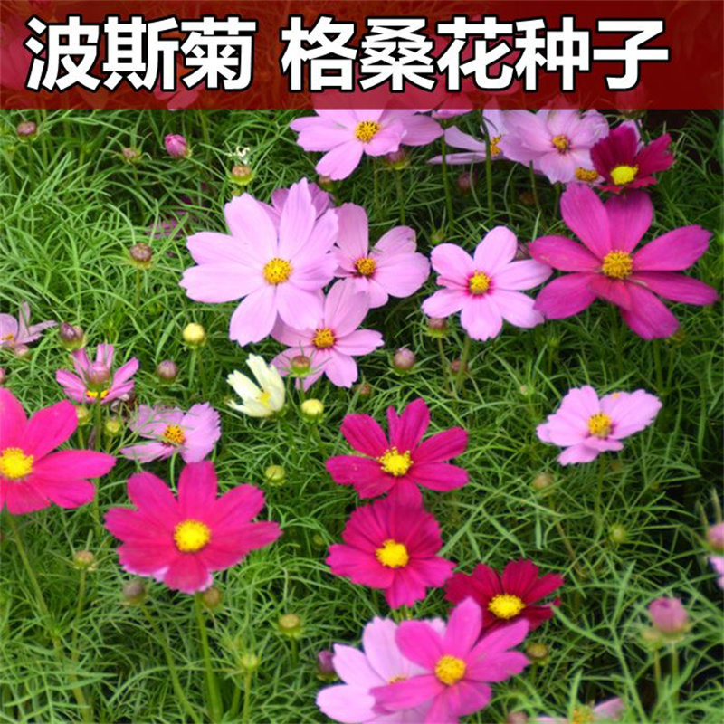 波斯菊种子格桑花种子春秋种混色矮杆绿化景观草花冬季耐寒