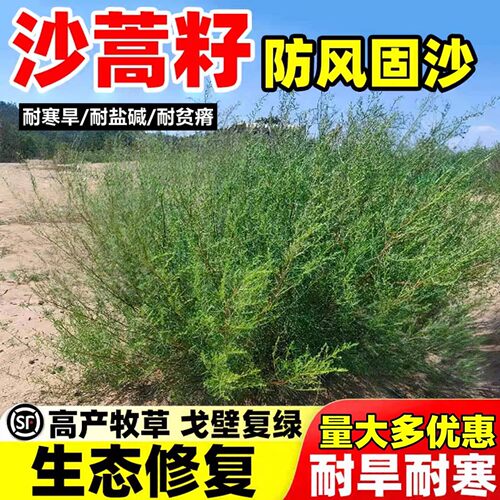 野生沙蒿种子多年生抗风沙牧草