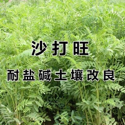 沙打旺种子进口牧草护坡耐
