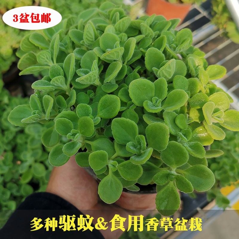 可食用迷迭香驱蚊香草薄荷碰碰香盆栽室内绿植牛排西餐调料一抹香