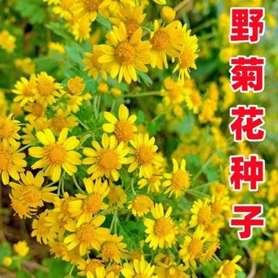 特级野黄菊花种子多年卉孑