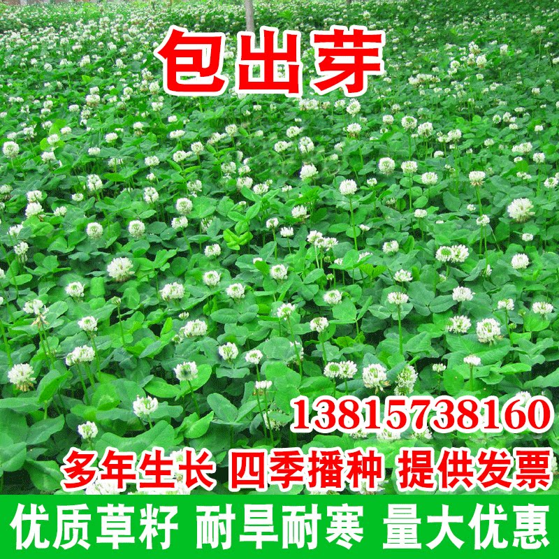 三叶草种子白三叶草籽红三叶草籽四季青草坪牧草果园绿肥四季播种