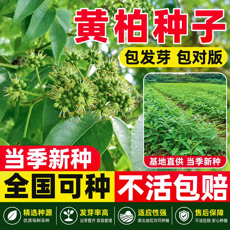 黄柏种子药材黄檗圆柏檗木黄菠萝