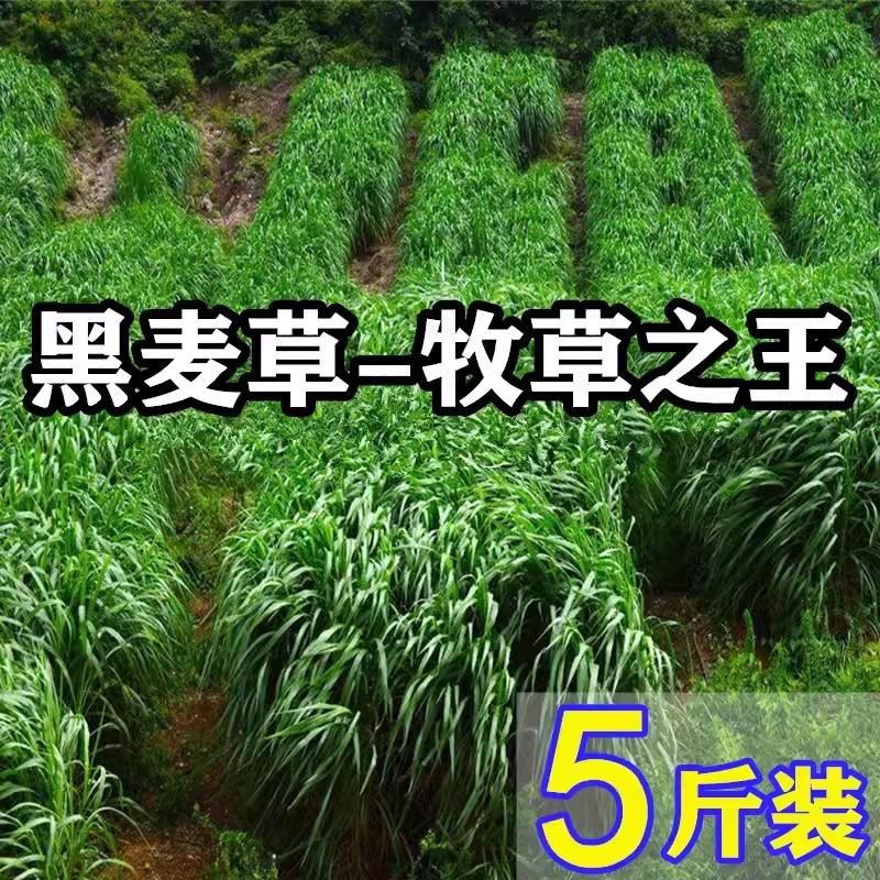 黑麦草种籽子耐旱四季青牧