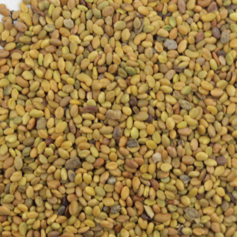 草木樨种子犀蜜源植物黄