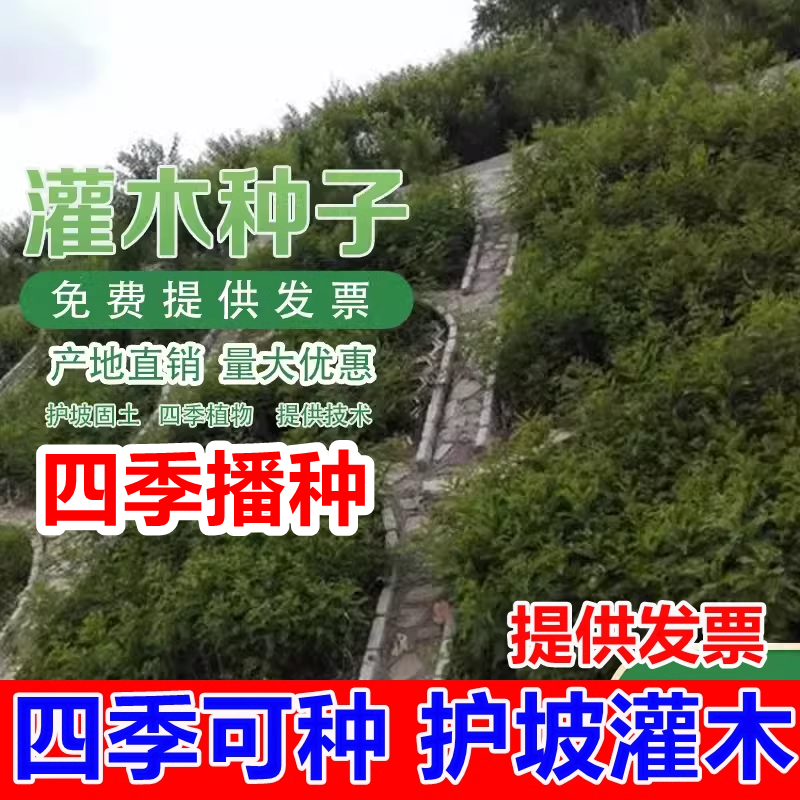 护坡灌木种子紫穗槐刺槐多花木兰胡枝子小冠花葛藤复绿绿化草种籽