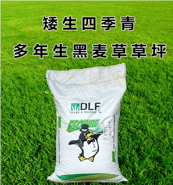 多年生黑麦草种籽四季常青庭
