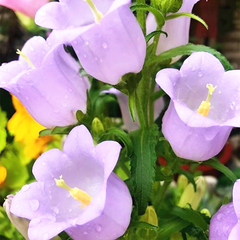 风铃草花种室内外四季播开