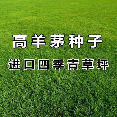 优质草坪种高羊茅子四季青