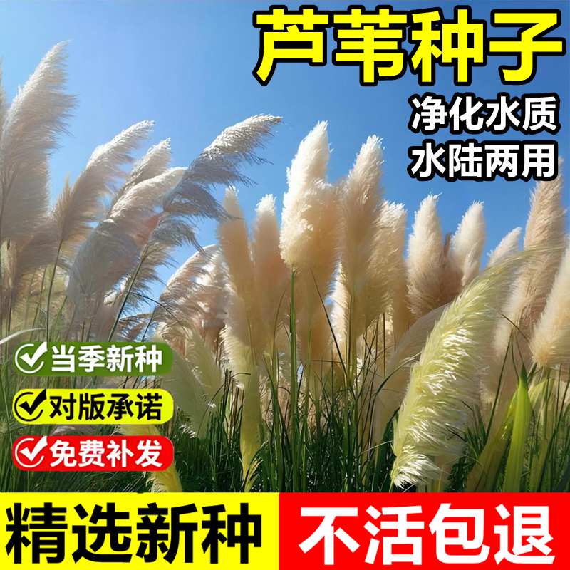 当年新采芦苇种子固土护坡芦苇草
