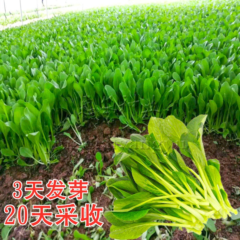 青菜种籽油菜易种鸡毛菜夏天秋季蔬菜种子大全四季种孑小白菜籽-封面