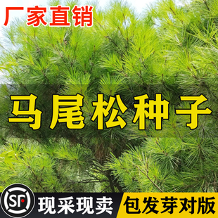 新采马尾松种子 松树种子 枞树 青松种子 林木树种马尾松种子